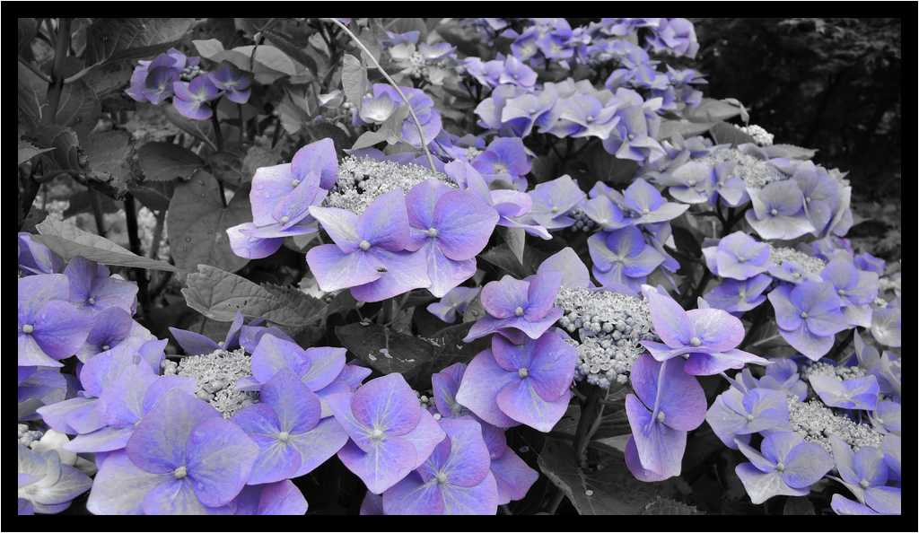 [CashelHouseHotel16_1-Vegetal-NBViolet-moyen.jpg]