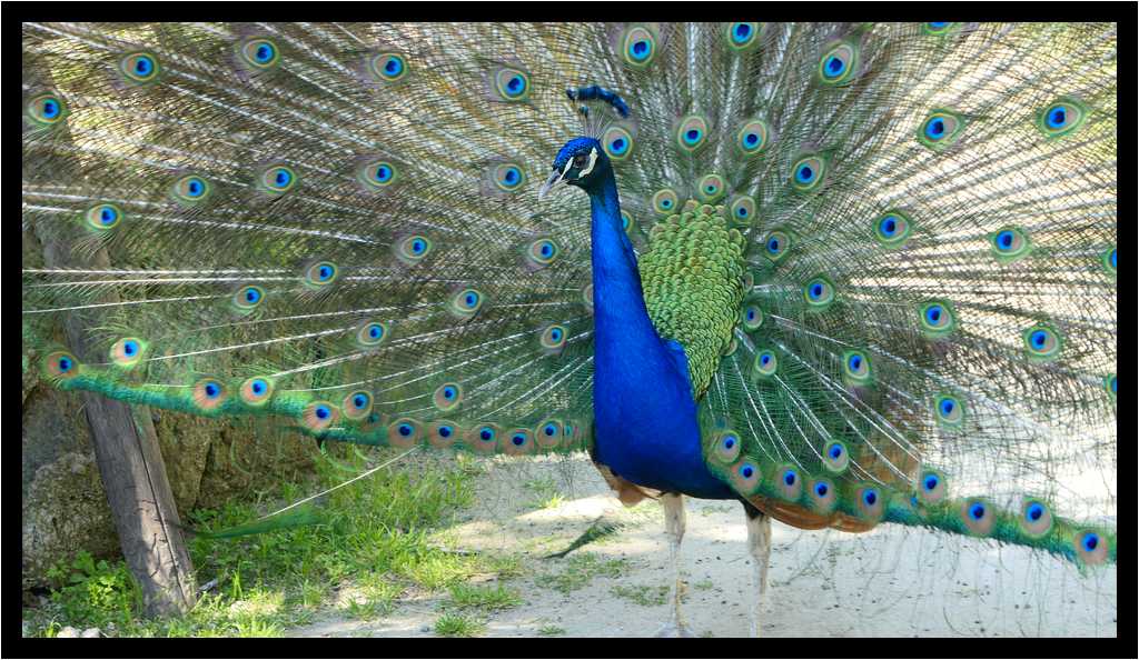 [GiardiniRavino18_03-Animal-moyen.jpg]