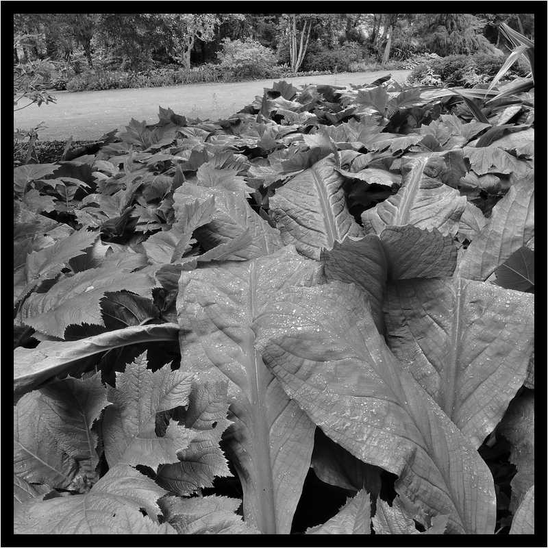 [GlenveaghNationalPark16_03-Vegetal-NB-moyen.jpg]