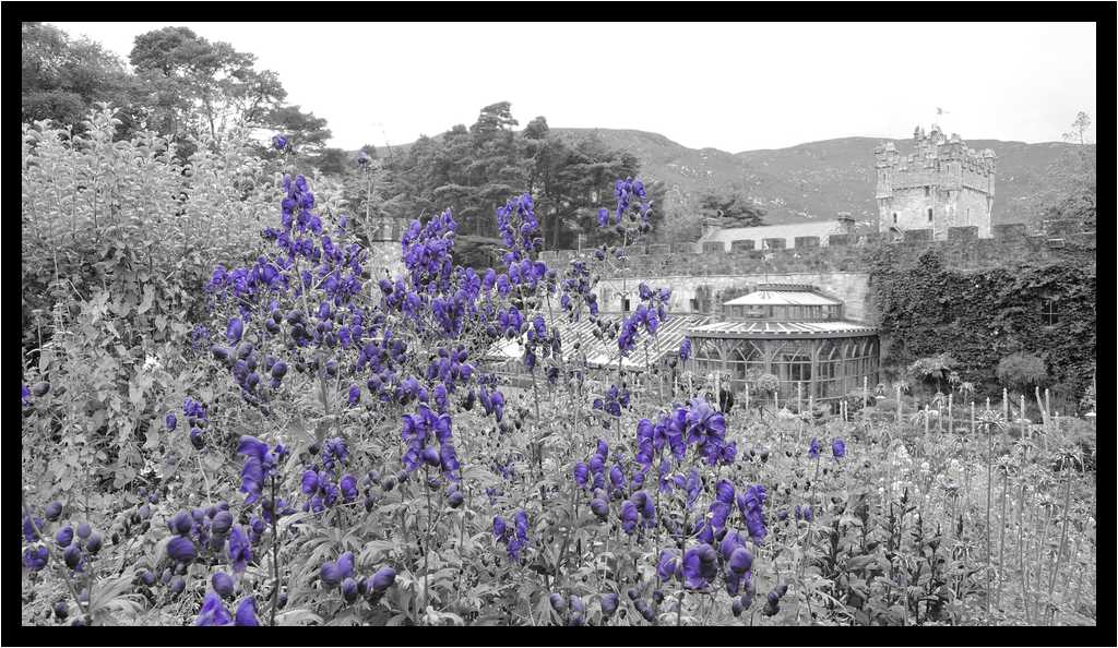 [GlenveaghNationalPark16_09-Vegetal-NBViolet-moyen.jpg]