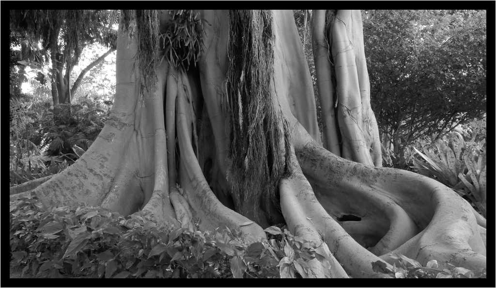 [JardinBotanicoDePuertoDeLaCruz18_002-Vegetal-NB-moyen.jpg]