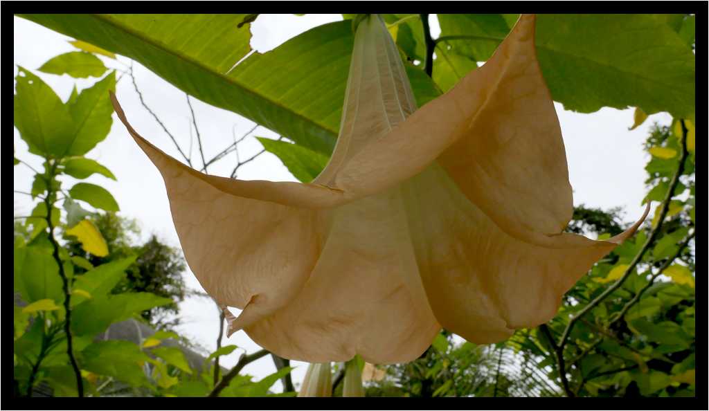 [JardinBotanicoDePuertoDeLaCruz18_007-Vegetal-Macro-moyen.jpg]