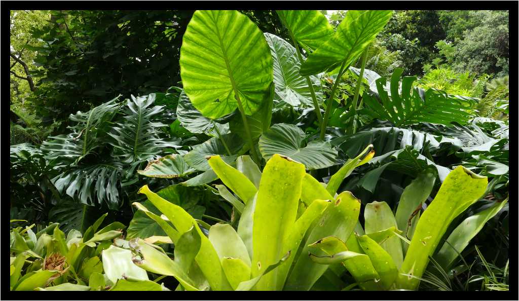 [JardinBotanicoDePuertoDeLaCruz18_021-Vegetal-Transparence-moyen.jpg]