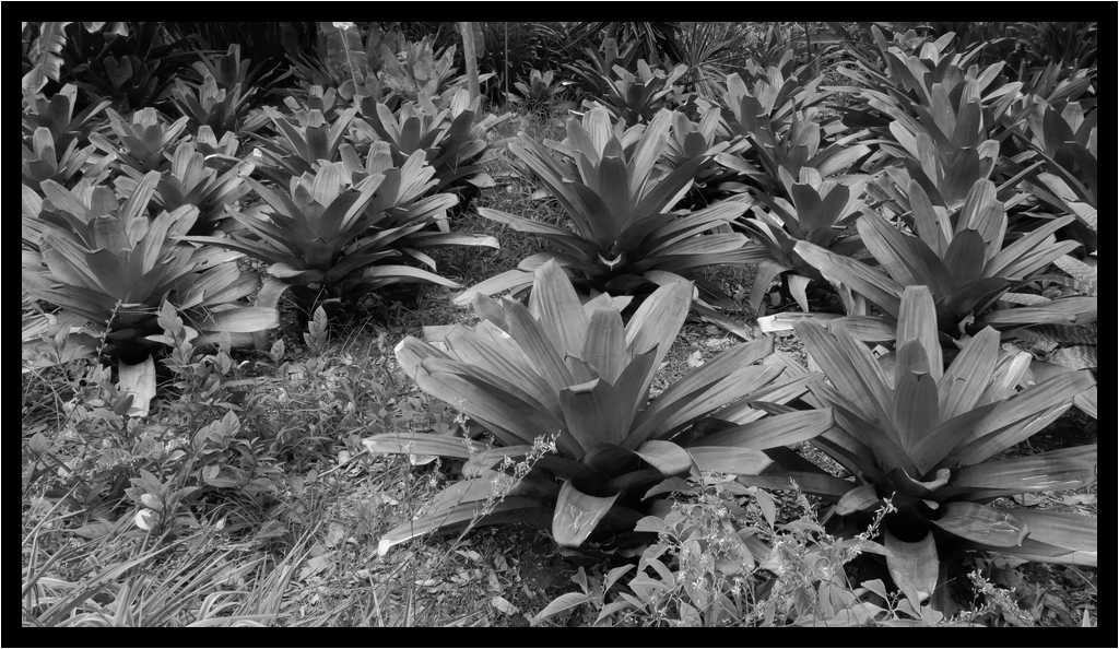 [JardinBotanicoDePuertoDeLaCruz18_027-Vegetal-NB-moyen.jpg]