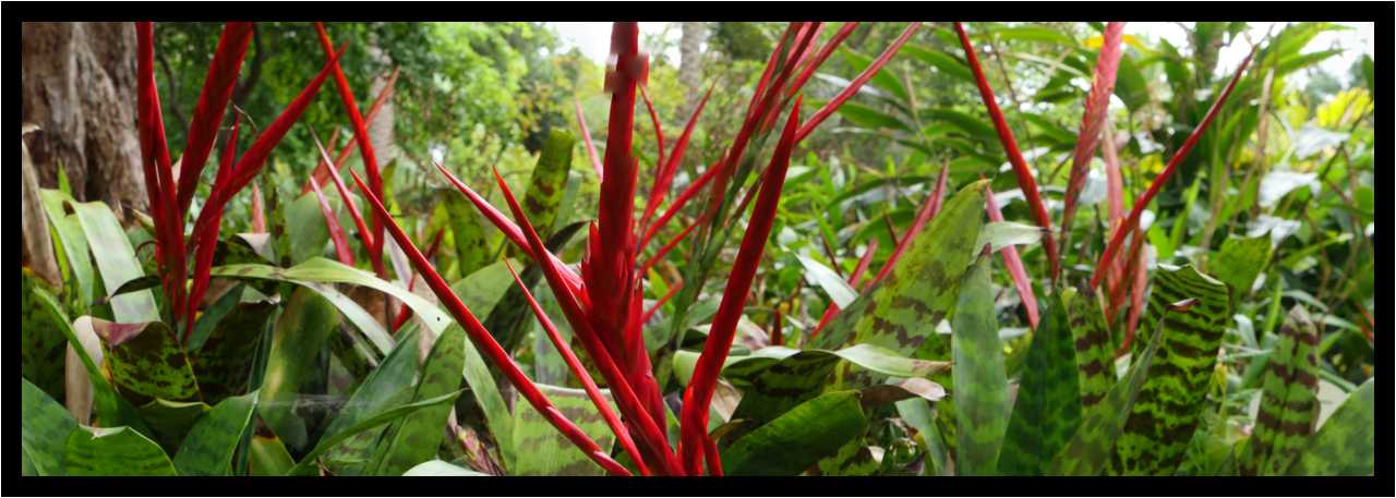 [JardinBotanicoDePuertoDeLaCruz18_028-Vegetal-Macro-Pano-moyen.jpg]