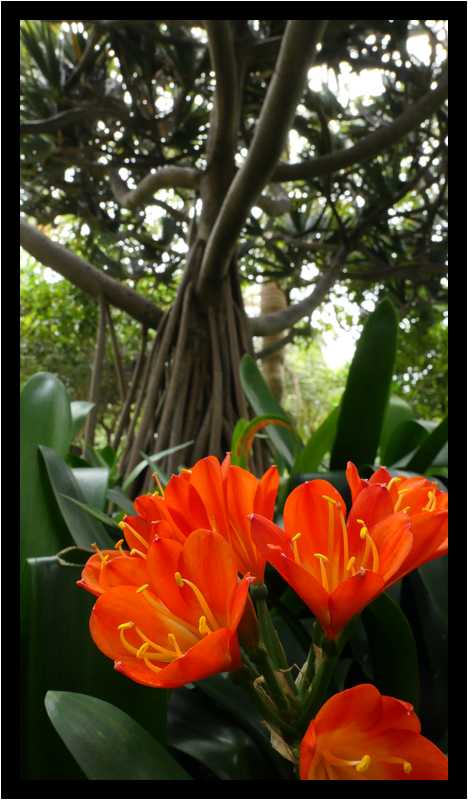[JardinBotanicoDePuertoDeLaCruz18_042-Vegetal-Macro-moyen.jpg]