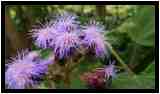 [JardinBotanicoDePuertoDeLaCruz18_044-Vegetal-Macro-vignette.jpg]