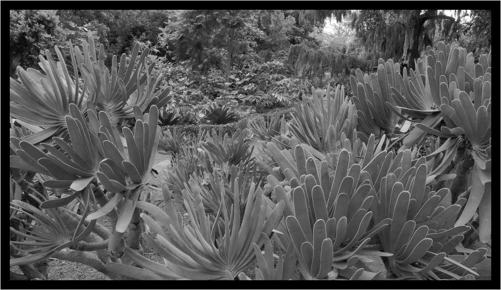[JardinBotanicoDePuertoDeLaCruz18_049-Vegetal-NB-moyen.jpg]