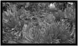 [JardinBotanicoDePuertoDeLaCruz18_049-Vegetal-NB-vignette.jpg]