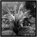 [JardinBotanicoDePuertoDeLaCruz18_051-Vegetal-Transparence-NB-vignette.jpg]