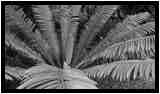 [JardinBotanicoDePuertoDeLaCruz18_055-Vegetal-NB-vignette.jpg]