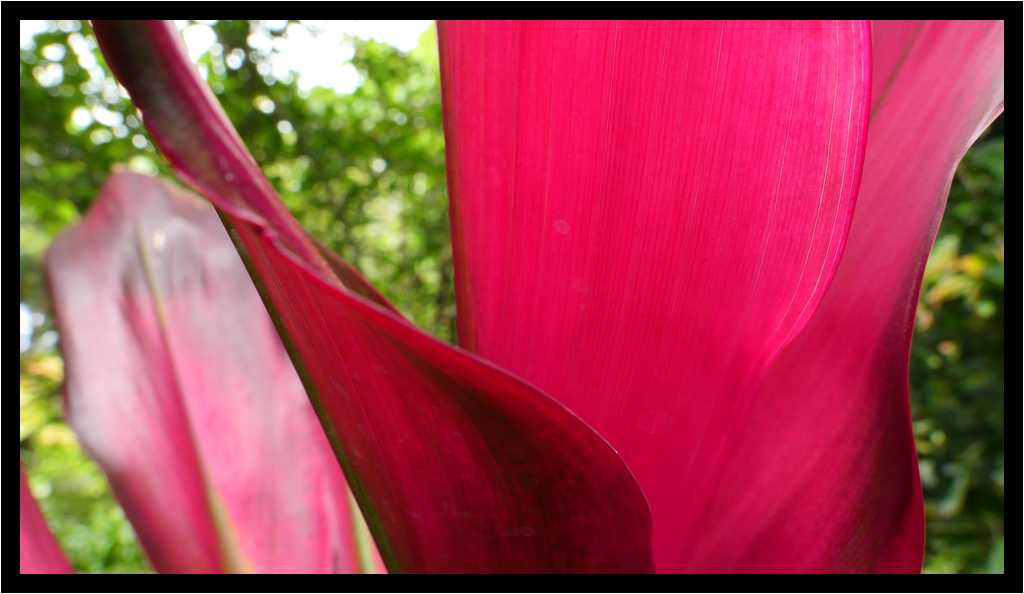 [JardinBotanicoDePuertoDeLaCruz18_080-Vegetal-Transparence-Macro-moyen.jpg]