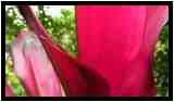 [JardinBotanicoDePuertoDeLaCruz18_080-Vegetal-Transparence-Macro-vignette.jpg]