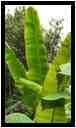 [JardinBotanicoDePuertoDeLaCruz18_091-Vegetal-Transparence-vignette.jpg]
