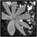 [JardinBotanicoDePuertoDeLaCruz18_095-Vegetal-Macro-NB-vignette.jpg]