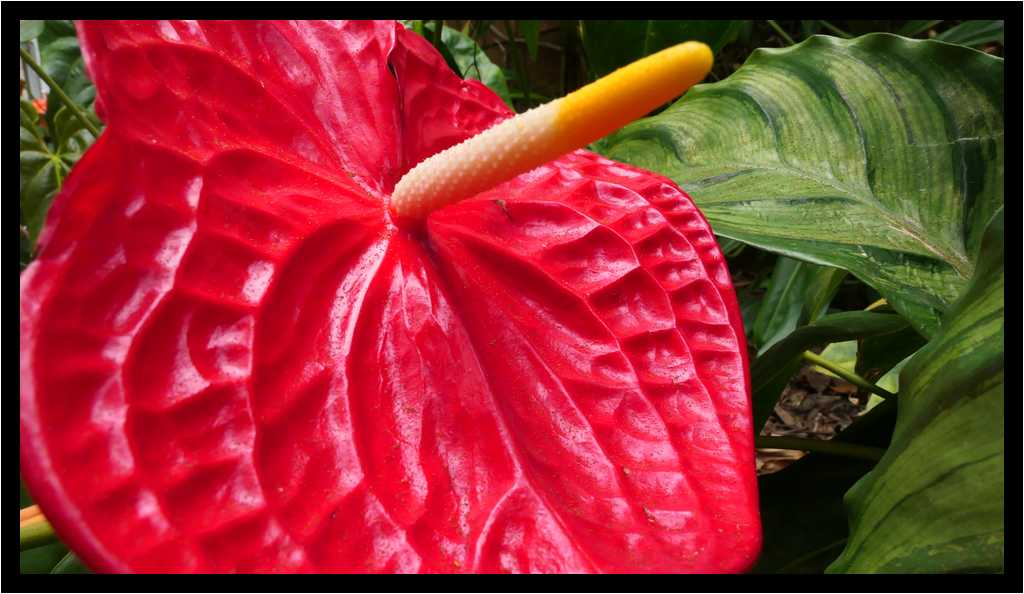 [JardinBotanicoDePuertoDeLaCruz18_124-Vegetal-Macro-moyen.jpg]
