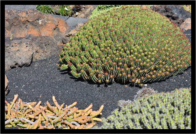 [JardinDeCactusDeGuatiza15_03-Vegetal-moyen.jpg]