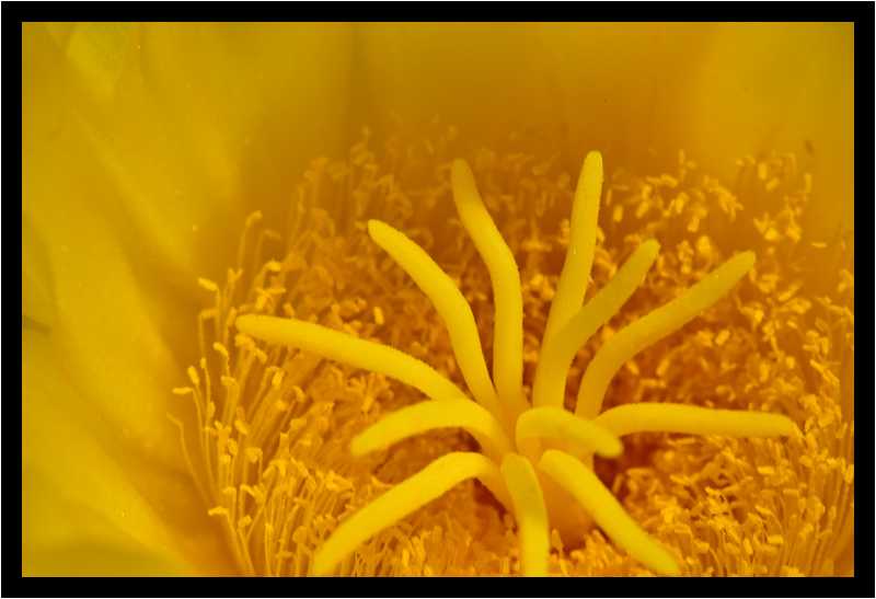 [JardinDeCactusDeGuatiza15_12-Vegetal-Macro-moyen.jpg]