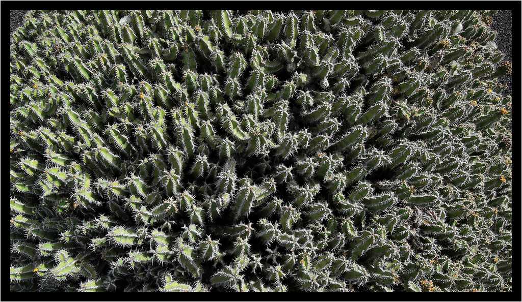 [JardinDeCactusDeGuatiza15_14-Vegetal-moyen.jpg]