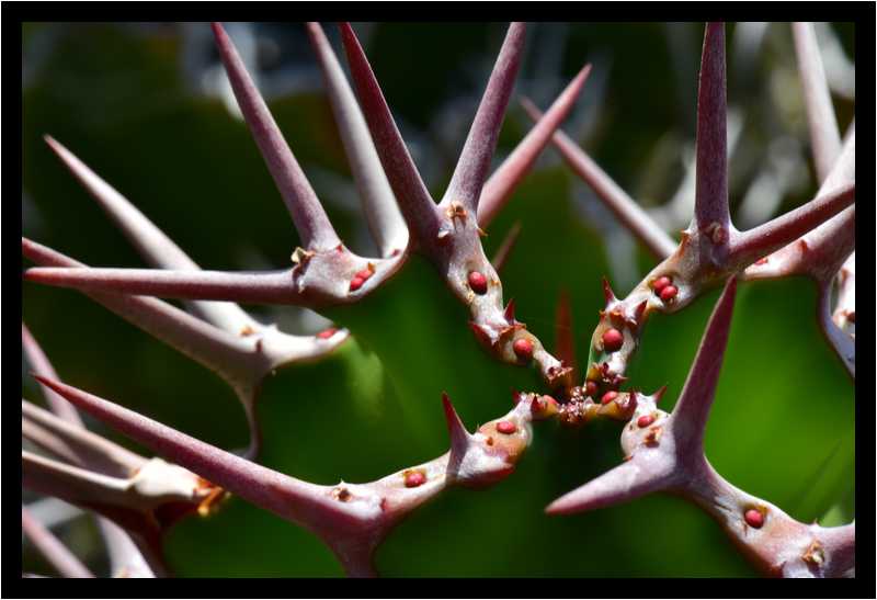 [JardinDeCactusDeGuatiza15_19-Vegetal-Macro-moyen.jpg]