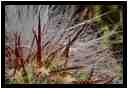 [JardinDeCactusDeGuatiza15_22-Vegetal-Transparence-Macro-vignette.jpg]