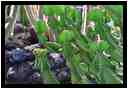 [JardinDeCactusDeGuatiza15_23-Vegetal-Transparence-vignette.jpg]