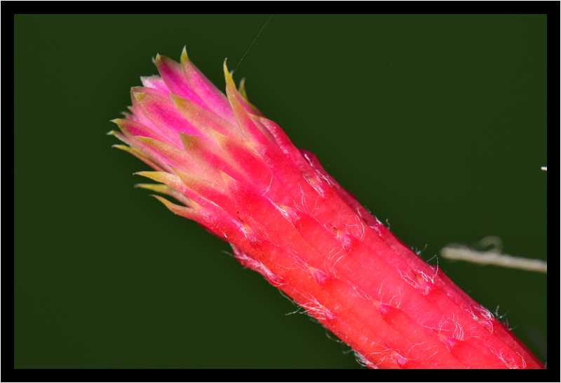 [JardinDeCactusDeGuatiza15_25-Vegetal-Macro-moyen.jpg]