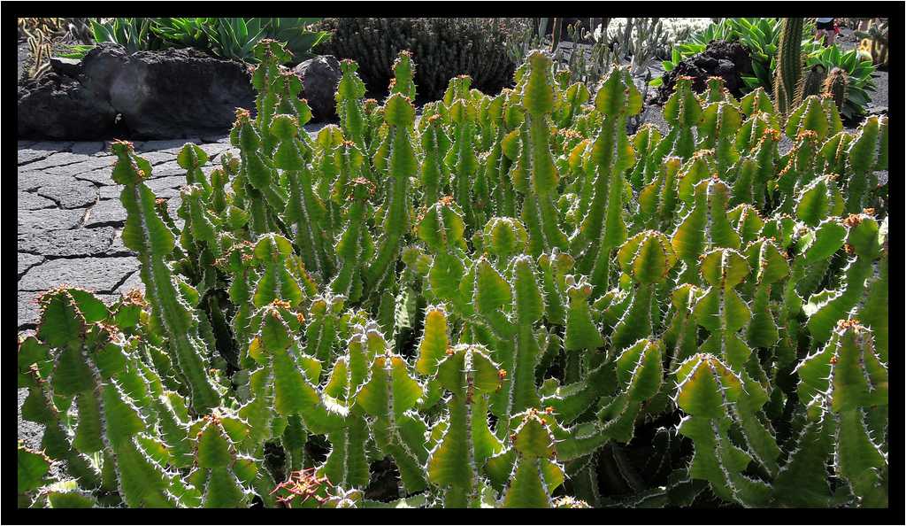 [JardinDeCactusDeGuatiza15_26-Vegetal-moyen.jpg]