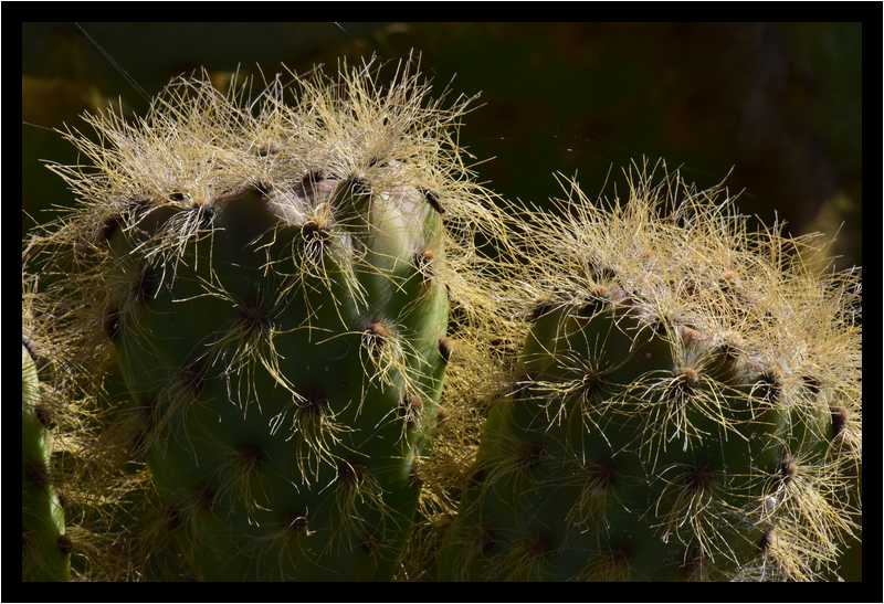 [JardinDeCactusDeGuatiza15_33-Vegetal-Transparence-Macro-moyen.jpg]