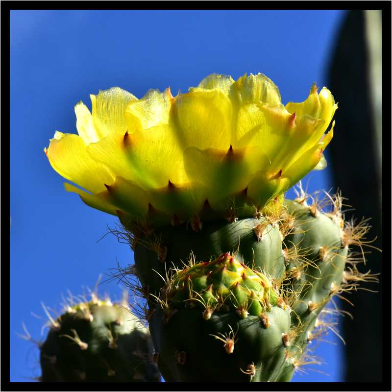 [JardinDeCactusDeGuatiza15_36-Vegetal-Transparence-Macro-moyen.jpg]