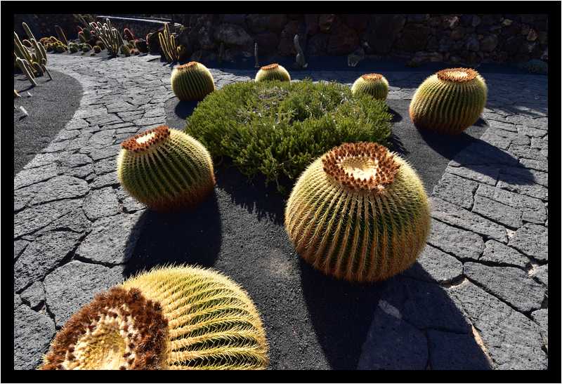 [JardinDeCactusDeGuatiza15_49-Vegetal-moyen.jpg]