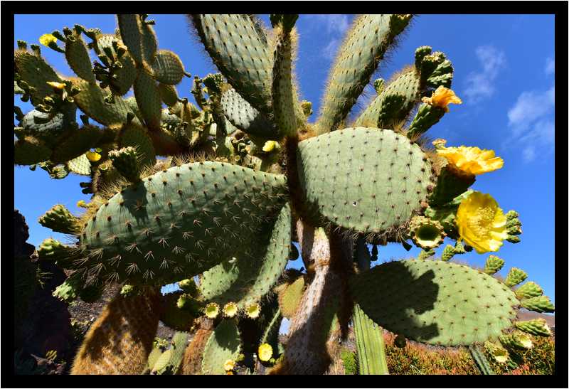 [JardinDeCactusDeGuatiza15_57-Vegetal-Transparence-moyen.jpg]