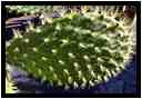 [JardinDeCactusDeGuatiza15_58-Vegetal-Transparence-Macro-vignette.jpg]