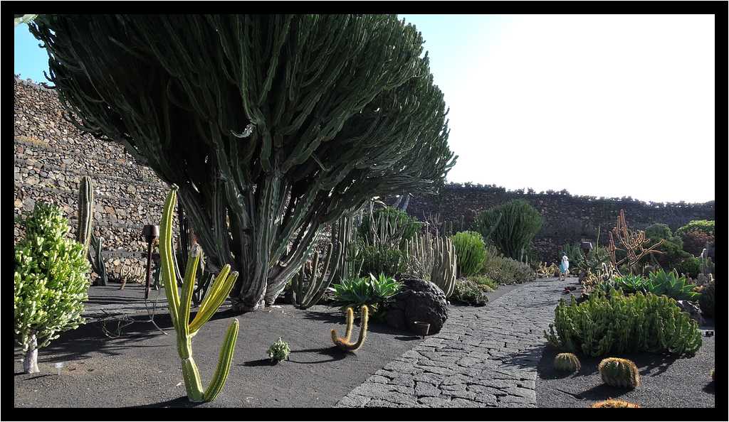 [JardinDeCactusDeGuatiza15_73-Vegetal-moyen.jpg]