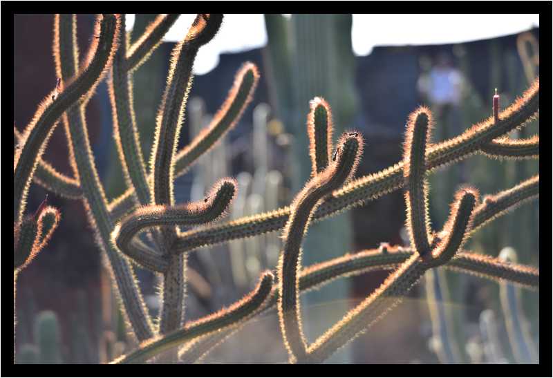 [JardinDeCactusDeGuatiza15_74-Vegetal-Transparence-moyen.jpg]