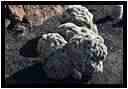 [JardinDeCactusDeGuatiza15_77-Vegetal-Transparence-vignette.jpg]
