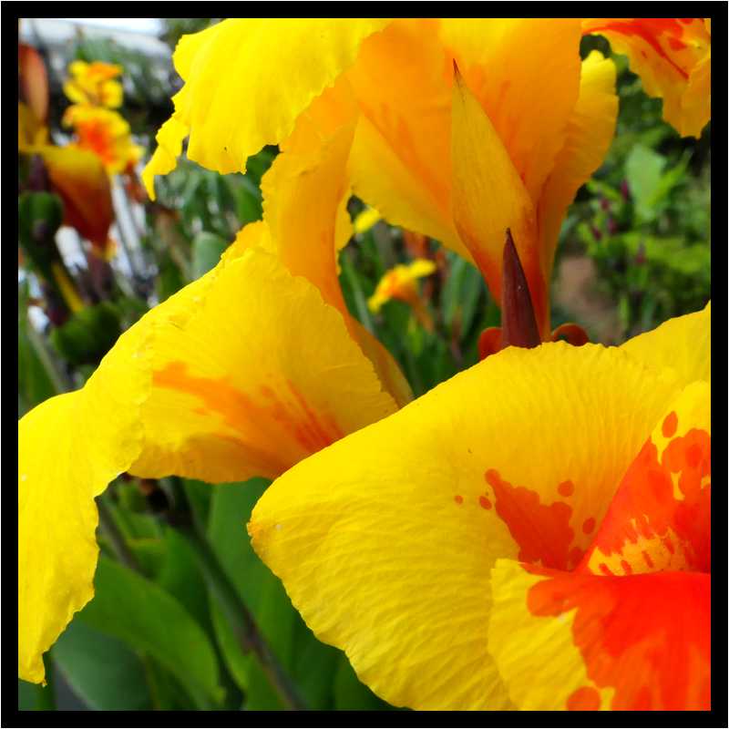 [JardinesHijuelaDelBotanico18_05-Vegetal-Macro-moyen.jpg]