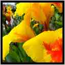 [JardinesHijuelaDelBotanico18_05-Vegetal-Macro-vignette.jpg]