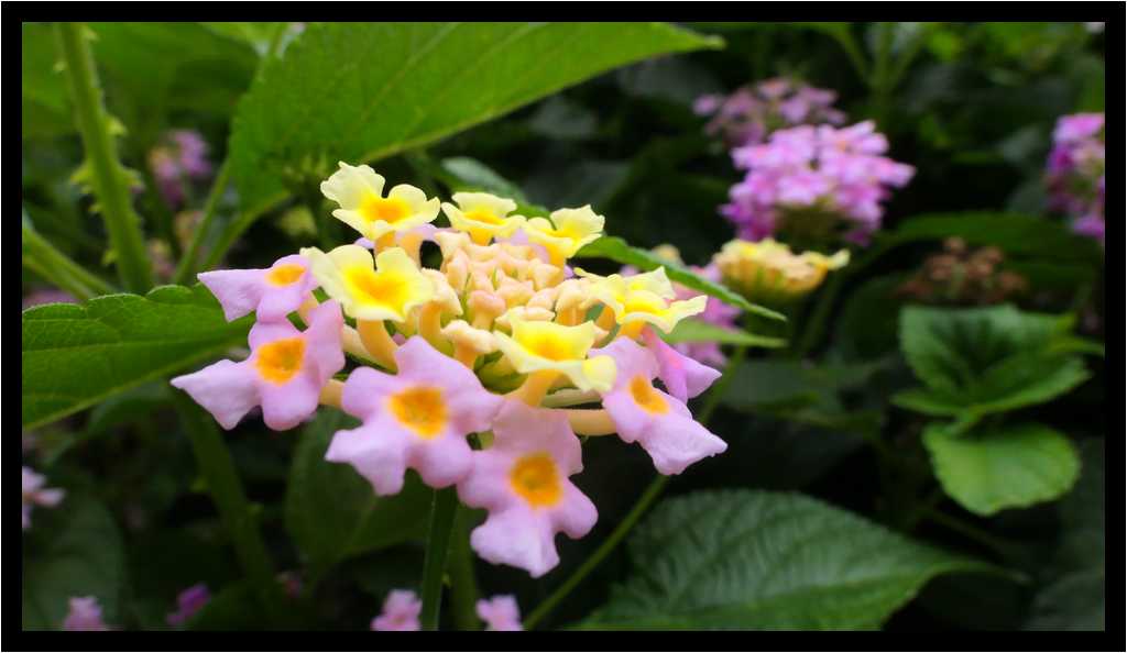 [JardinesHijuelaDelBotanico18_09-Vegetal-Macro-moyen.jpg]