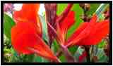 [JardinesHijuelaDelBotanico18_12-Vegetal-Macro-vignette.jpg]
