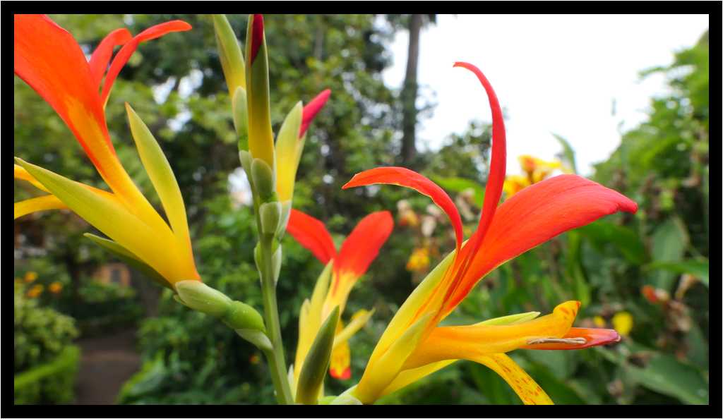 [JardinesHijuelaDelBotanico18_23-Vegetal-Macro-moyen.jpg]
