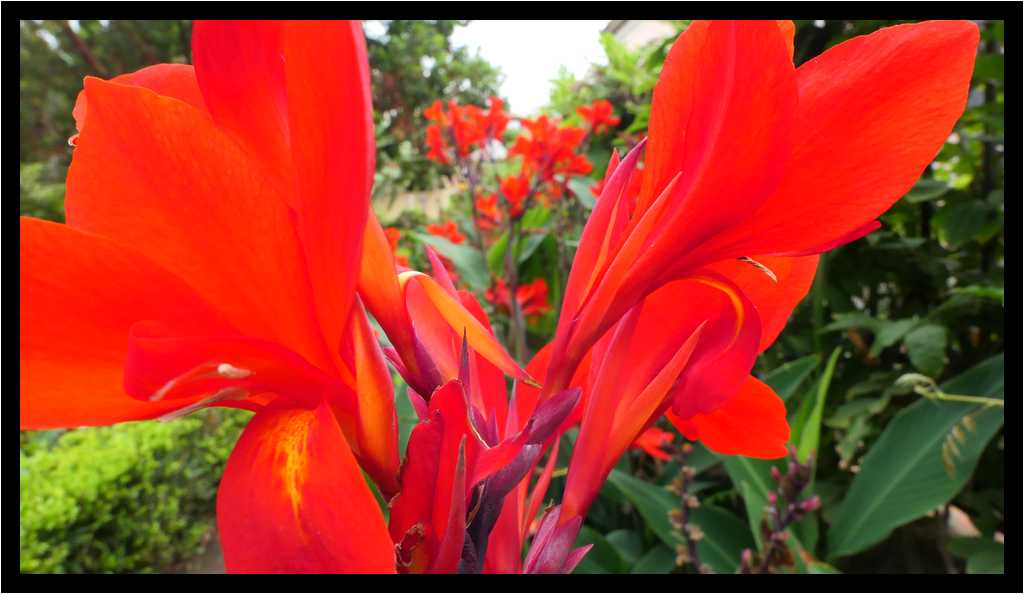 [JardinesHijuelaDelBotanico18_33-Vegetal-Macro-moyen.jpg]