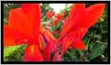 [JardinesHijuelaDelBotanico18_33-Vegetal-Macro-vignette.jpg]