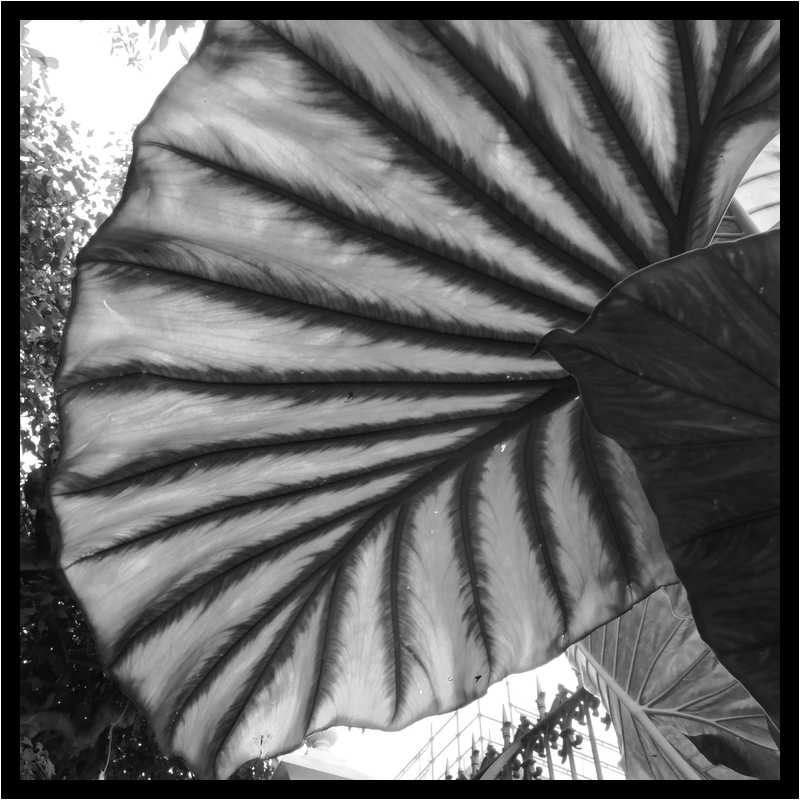 [JardinesHijuelaDelBotanico18_45-Vegetal-Transparence-NB-moyen.jpg]