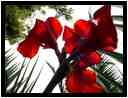 [JardinesHijuelaDelBotanico18_95-Vegetal-Transparence-Macro-vignette.jpg]