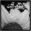 [KylemoreAbbey16_07-Vegetal-Goutte-Macro-NB-vignette.jpg]