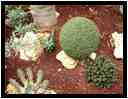 [LaCutura06_08-Vegetal-vignette.jpg]