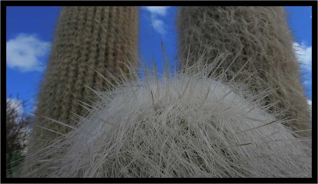 [MuseoAgricolaElPatio15_07-Vegetal-Macro-moyen.jpg]
