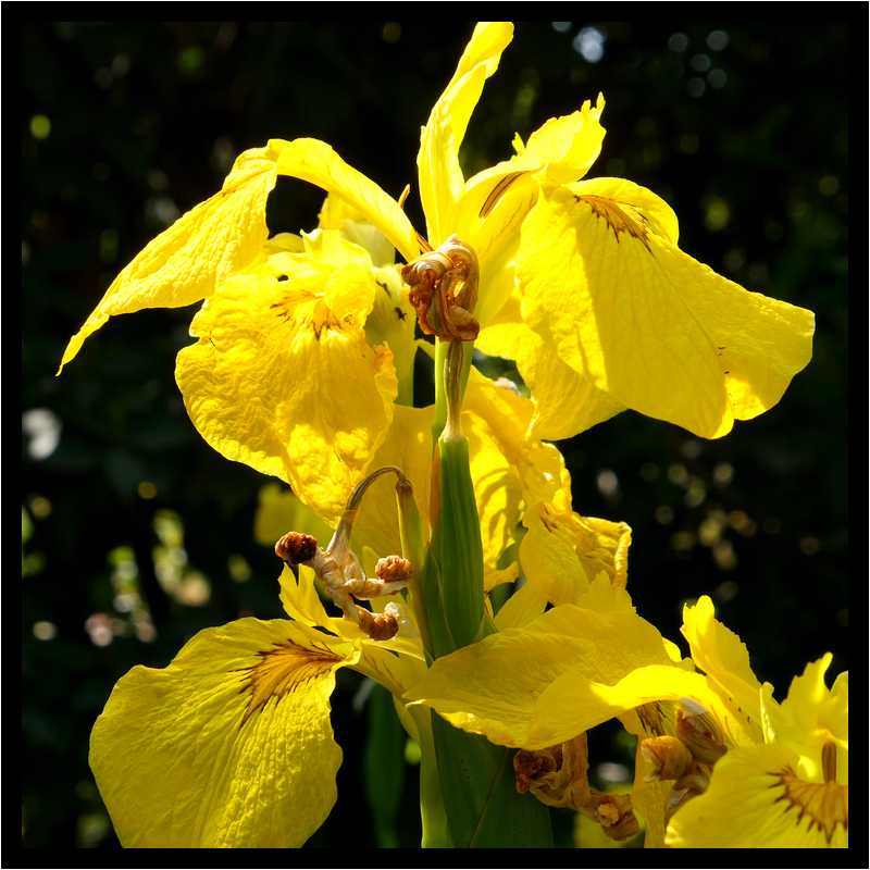 [OrtoBotanicoDiNapoli18_12-Vegetal-Transparence-Macro-moyen.jpg]