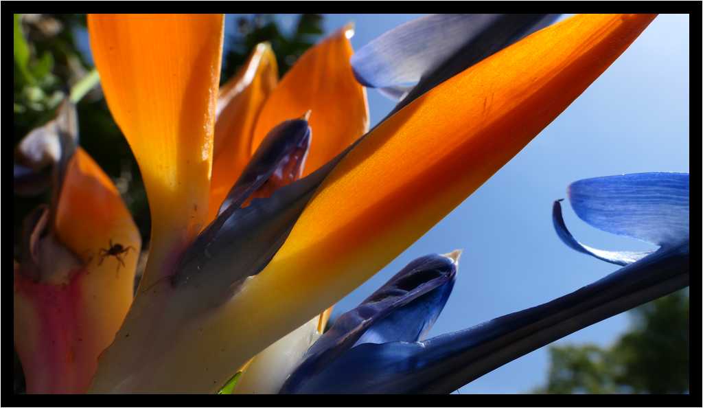 [OrtoBotanicoDiNapoli18_41-Vegetal-Transparence-Macro-moyen.jpg]